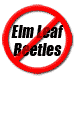 Eliminate Elm Leaf Beetle