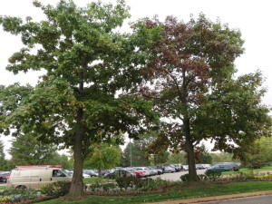 Left tree was treated for bacterial leaf scorch in spring of 2014 while the tree on the right was not treated.