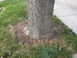 Sycamore Tree
